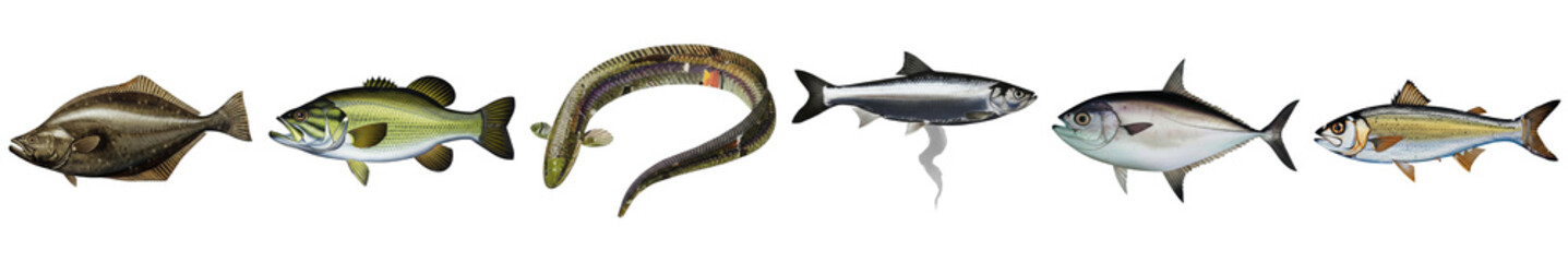 PNG row of diverse fish illustrations forms a linear collage.