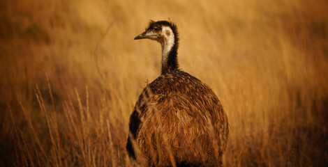 An emu standing in a dry grass field looking back.