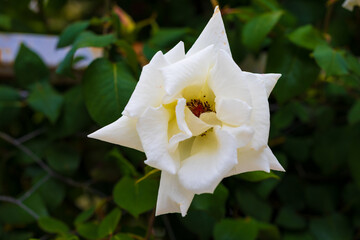 Close-up of a fading white rose against dark green foliage. Fading rose hips in the garden. View from above