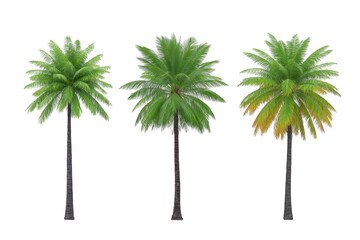 Three tall palm trees with lush green fronds stand side by side, showcasing different shades of green and brown. trunks are slender and textured, adding tropical feel to scene
