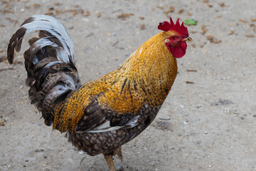 Portrait of an angry red rooster with a red comb and wattles, luxurious gray tail. A rooster is walking in the street