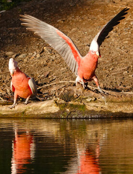 Pink galah flapping wings by the water