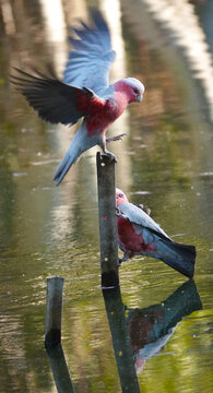 Pink galah lands on metal stake in a pond