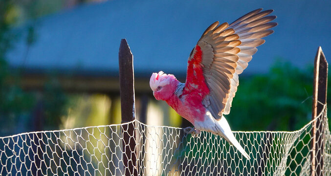 Pink galah landing on mesh fence line with its wings spread