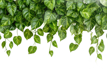 Golden pothos plant leaves isolated on transparent background