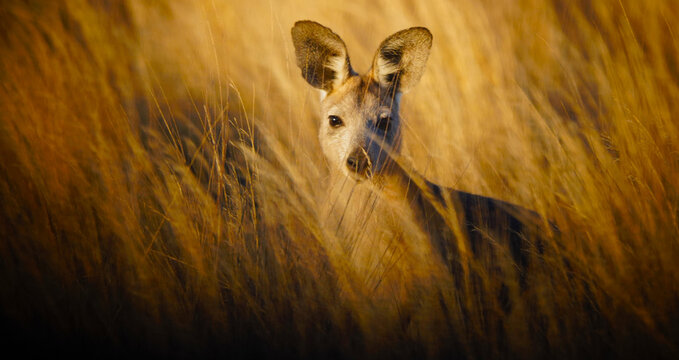 Young wallaroo standing behind tall golden grass.