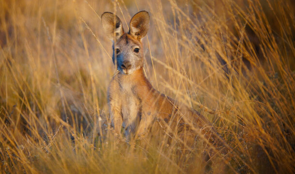 Common Wallaroo of the Flinders Ranges