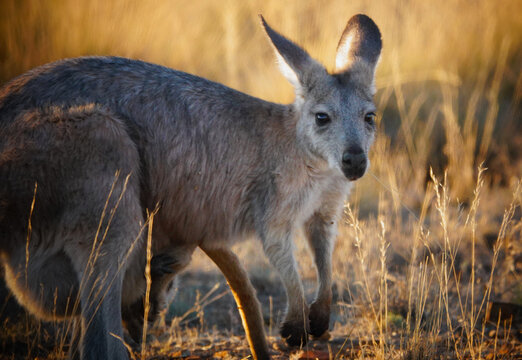 Common Wallaroo of the Flinders Ranges