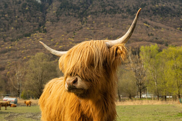 Shaggy Highland Cow in a Mountain Pasture