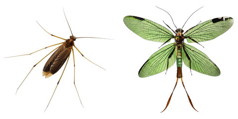 PNG Two distinct insects are displayed in a transparent collage.