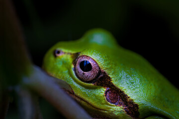 アマガエルの横顔