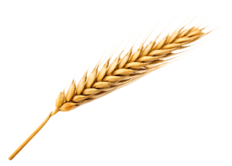  ear of wheat spikelet  isolated on white background PNG