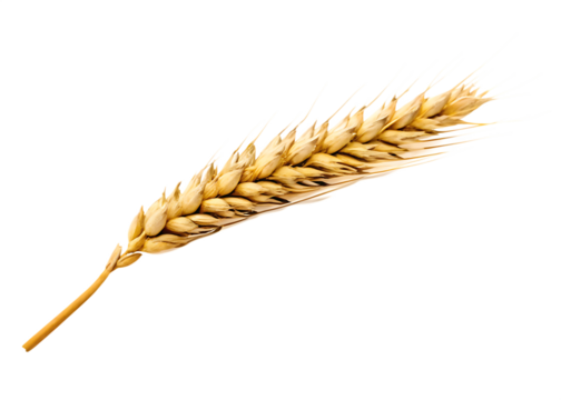  ear of wheat spikelet  isolated on white background PNG