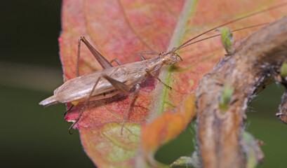 Italian or European tree cricket Oecanthus pellucens sitting on a plant, field
