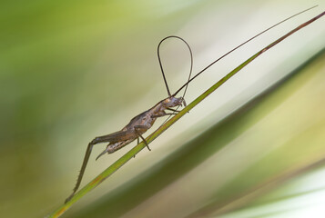 Italian or European tree cricket Oecanthus pellucens sitting on a plant, field