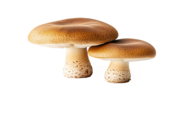Two brown mushrooms isolated on transparent background