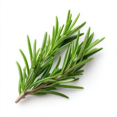 Fototapeta premium Rosemary sprig isolated on clean white background