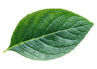 Obraz premium Maple leaf isolated on transparent background. PNG.
