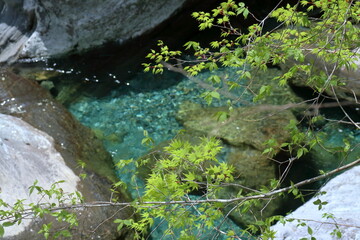 瀬戸川渓谷を彩る青もみじ　初夏　（高知県　土佐町）