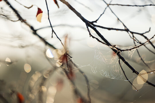 Delicate spiderweb covered in morning dew on bare branches of deciduous tree in autumn