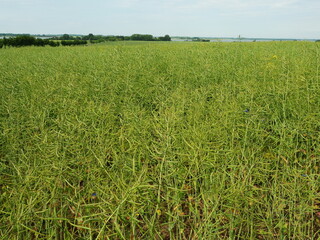 Rapeseed field - faded. Plants bearing young green pods. Unripe green rapeseed pods on a post-bloom field in summer. Copy space. Space for texts an designs.