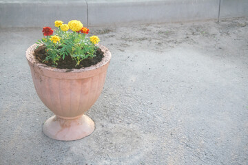 Bright marigold flowers bloom in a rustic planter on a sunny day near a gravel surface