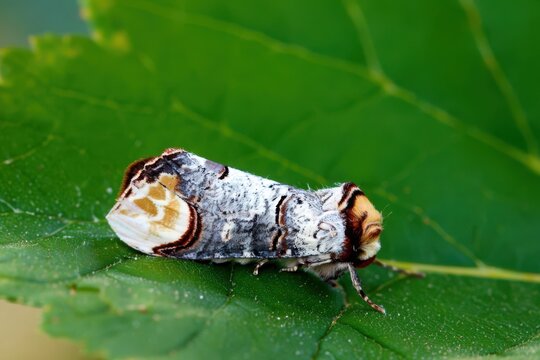 Detailed Close-up of a Phalera Bucephala Moth Resting on a Green Leaf: High-Resolution Macro Photography of a Buff-Tip Moth
