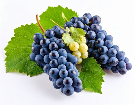 bunch of grapes
