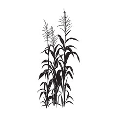 Corn cob clipart design illustration, Black and white corn plant growing in the field vector illustration
