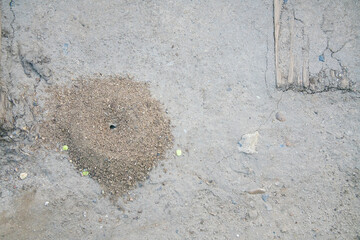 A round anthill with a small hole in the center, surrounded by cracked earth and pebbles, creates a peaceful outdoor atmosphere with natural textures.