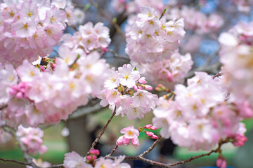 Obraz premium 神代曙