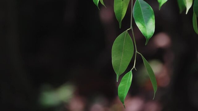 Wet green leaves of weeping fig tree plant are illuminated by the reflection of sunlight from the waves of the river beneath it with natural forest background.
