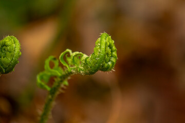 Fiddlehead of a fern grows along the trail in the woods of New Jersey