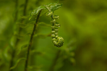 Fiddlehead of a fern grows along the trail in the woods of New Jersey