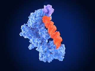 The dicer enzyme (blue) in complex with TRBP (violet) and precursor-microRNA (red). Dicer processes pre-microRNA to microRNA