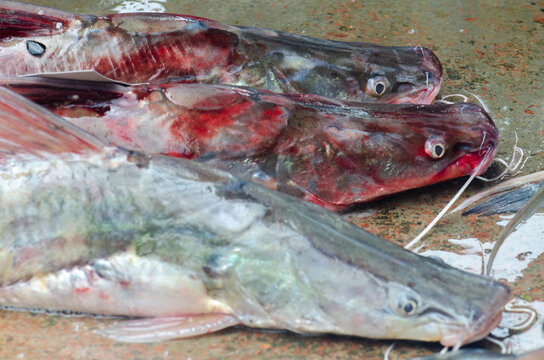 Mystus aor, a large catfish in the Bangladeshi market