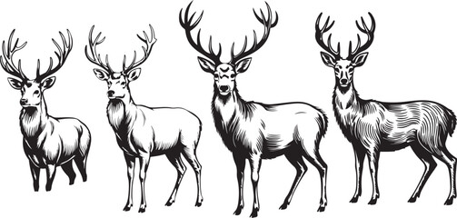  reindeer vector illustration of a set of wild animals