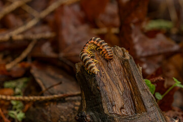 Black-and-gold Flat Millipede on a tree stump