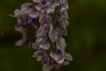 Wisteria blooming along the Old Mine Road in the Delaware Water Gap National Recreation Area