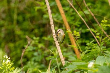 Female American Redstart perched on a plant stem along the Old Mine Road in the Delaware Water Gap National Recreation Area