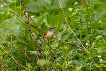Female American Redstart perched on a plant stem along the Old Mine Road in the Delaware Water Gap National Recreation Area