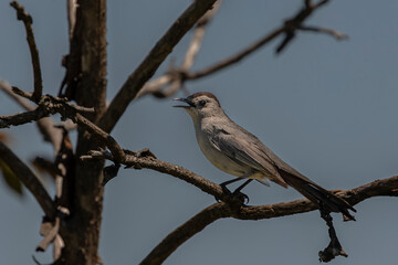 Gray Catbird sings while perched on a tree branch