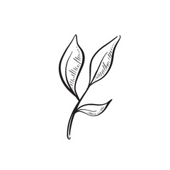 Hand drawn foliage leaf, black and white illustration plant. 