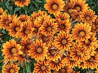 FLEURS GAZANIAS RIGENS 1 - LT