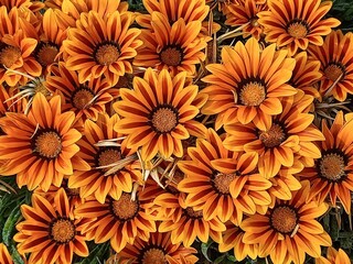 FLEURS GAZANIAS RIGENS 2 - LT