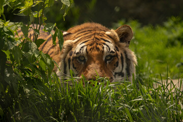 Bengal Tiger at Space Farms New Jersey hiding among the plants