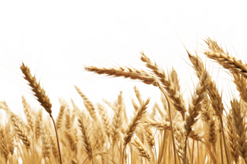 wheat field  isolated on white background PNG
