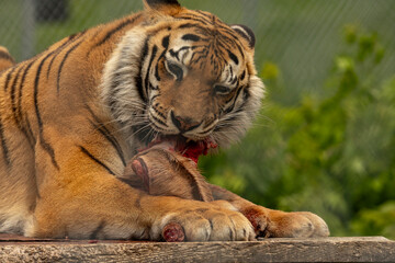 Bengal Tiger eating his meal at Space Farms New Jersey