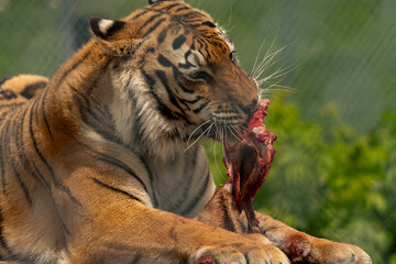 Bengal Tiger eating his meal at Space Farms New Jersey