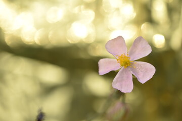 wild flower